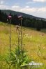 Pcháč různolistý (Cirsium heterophyllum)