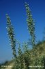 Pelyněk pontický (Artemisia pontica)