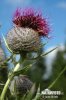 Pichliač bielohlavý (Cirsium eriophorum)