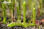 Plavuňka zaplavovaná (Lycopodiella inundata)