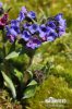 Plicník úzkolistý (Pulmonaria angustifolia)