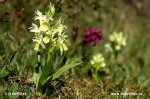 Prstnatec bezový (Dactylorhiza sambucina)