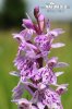 Prstnatec Fuchsův pravý (Dactylorhiza fuchsii subsp. fuchsii)