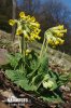 Prvosenka jarní - Petrklíč (Primula veris)