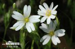 Ptačinec velkokvětý (Stellaria holostea)