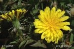 Púpava sliezka (Taraxacum parnassicum)