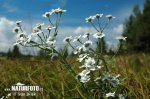 Řebříček bertrám (Achillea ptarmica)