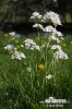 Řeřišnice luční (Cardamine pratensis)