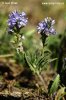 Rozrazil rozprostřený (Veronica prostrata)