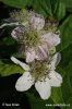 Rubus amphimalacus