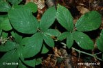 Rubus lividus