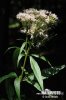 Sadec konopáč (Eupatorium cannabinum)