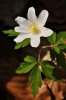 Sasanka hajní (Anemone nemorosa)