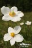 Sasanka lesní (Anemone sylvestris)