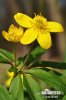 Sasanka pryskyřníkovitá (Anemone ranunculoides)