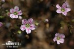 Šater zední (Gypsophila muralis)