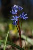 Scila viedenská (Scilla vindobonenesis)