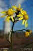 Senecio inaequidens