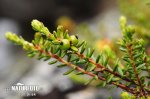 Šicha oboupohlavná (Empetrum hermaphroditum)