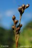 Sítina kostrbatá (Juncus squarrosus)