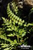 Sleziník hadcový (Asplenium cuneifolium)