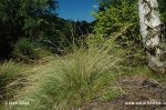 Smilka tuhá (Nardus stricta)