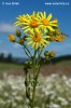 Starček přímětník (Senecio jacobaea)