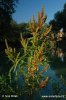 Šťovík přímořský (Rumex maritimus)