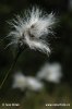 Suchopýr pochvatý (Eriophorum vaginatum)