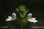 Světlík lékařský (Euphrasia rostkoviana)