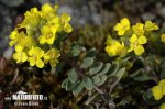 Tarica horská pravá (Alyssum montanum subsp. montanum)