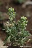 Tarica kališnatá (Alyssum alyssoides)