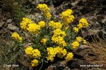 Tařice skalní (Aurinia saxatilis)