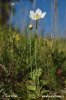 Tolije bahenní (Parnassia palustris)