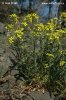 Trýzel škardolistý (Erysimum crepidifolium)