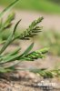 Tužanka tvrdá (Sclerochloa dura)