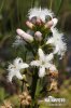 Vachta trojlistá (Menyanthes trifoliata)