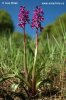 Vstavač mužský (Orchis mascula)