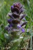 Zběhovec jehlancovitý (Ajuga pyramidalis)