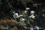 Žerušničník srstnatý (Cardaminopsis petraea)