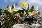 Zimostrázek alpský (Polygala chamaebuxus)