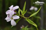 Zubačka cibuľkonosná (Dentaria bulbifera)