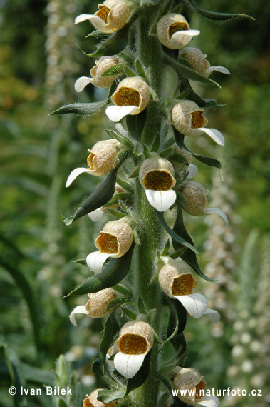 Náprstník vlnatý (Digitalis lanata)