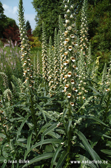 Náprstník vlnatý (Digitalis lanata)