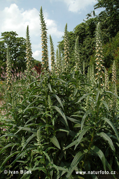 Náprstník vlnatý (Digitalis lanata)