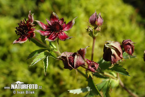 Nátržnica močiarna (Potentilla palustris)