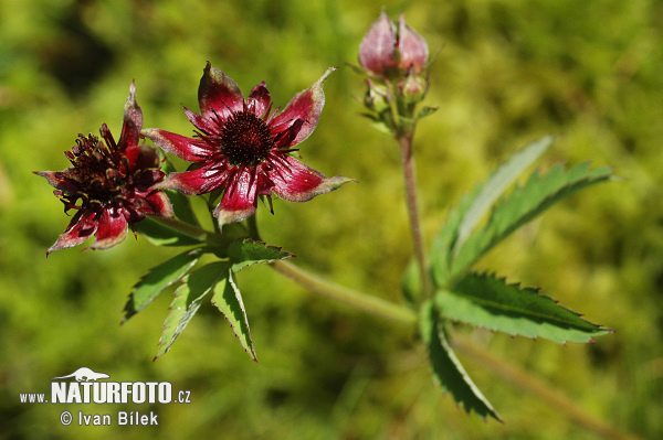 Nátržnica močiarna (Potentilla palustris)