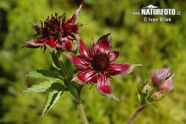 Nátržnica močiarna (Potentilla palustris)