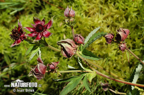 Nátržnica močiarna (Potentilla palustris)