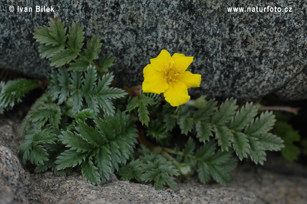 Nátržník husí (Potentilla anserina)